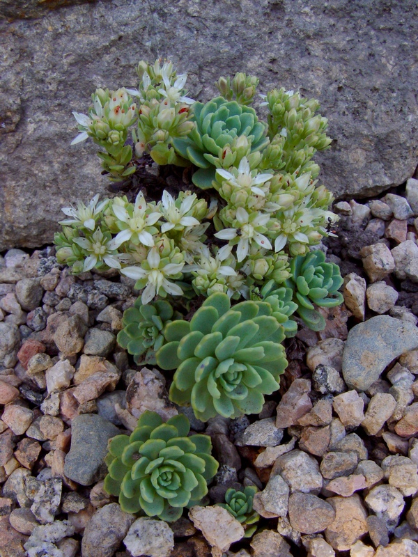 Изображение особи Rhodiola pachyclados.