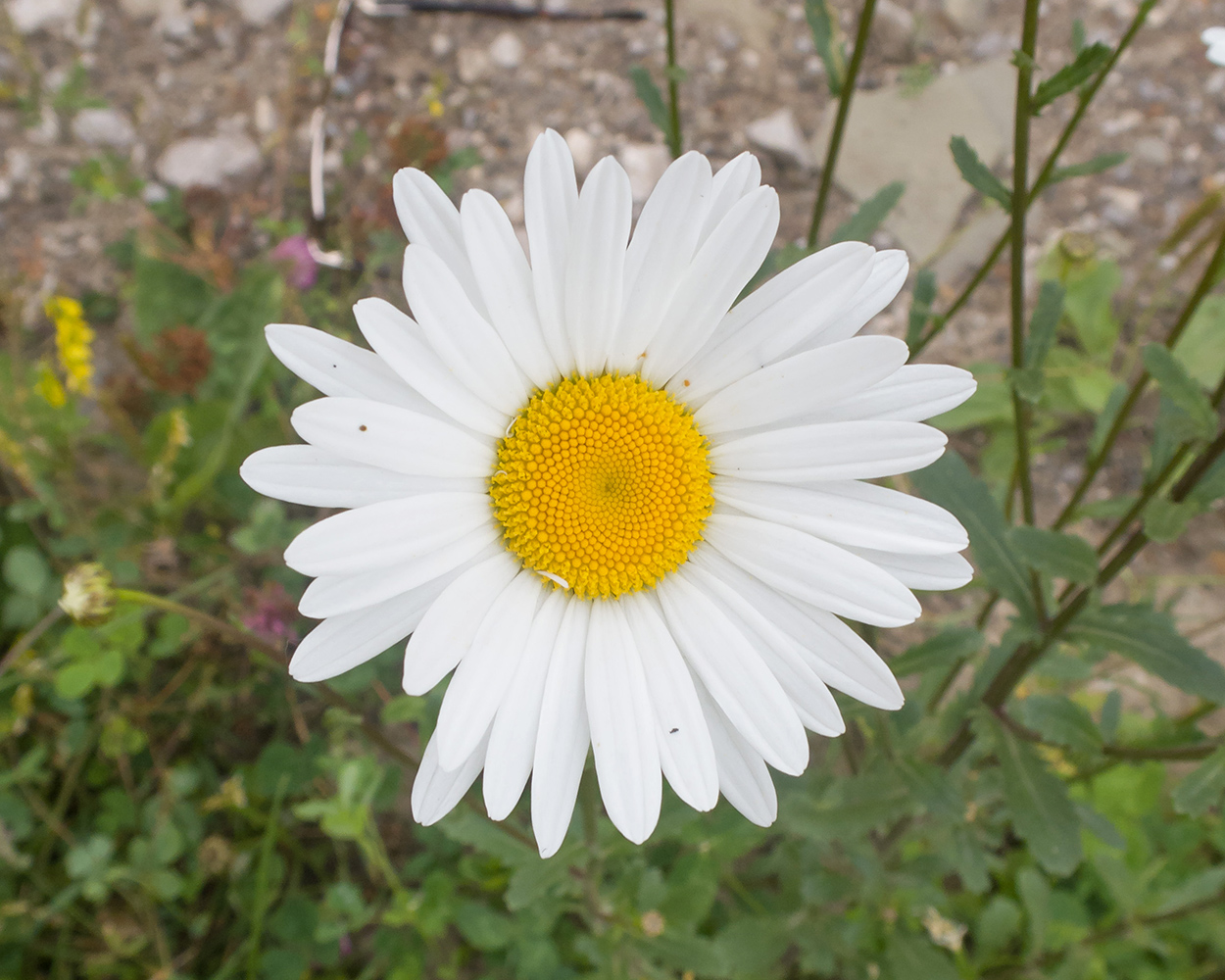 Image of Leucanthemum vulgare specimen.