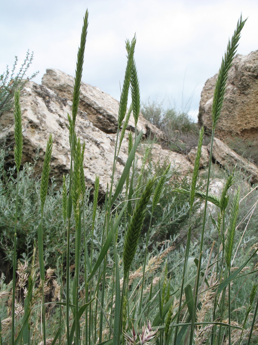Image of Agropyron desertorum specimen.