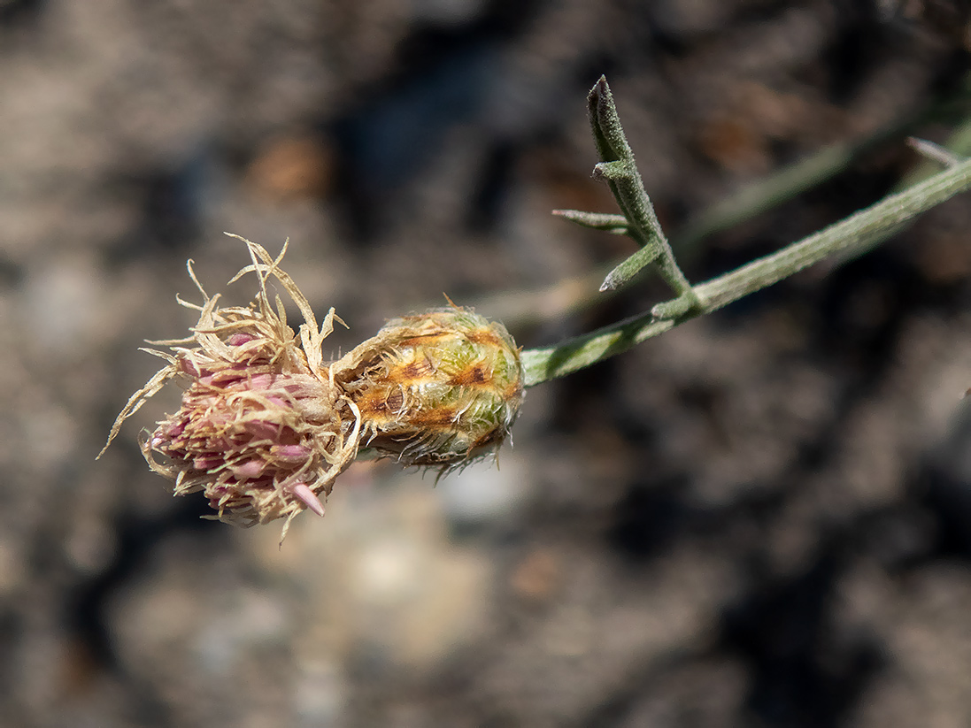 Изображение особи Centaurea caprina.