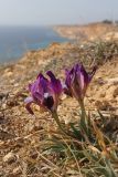 Iris pumila