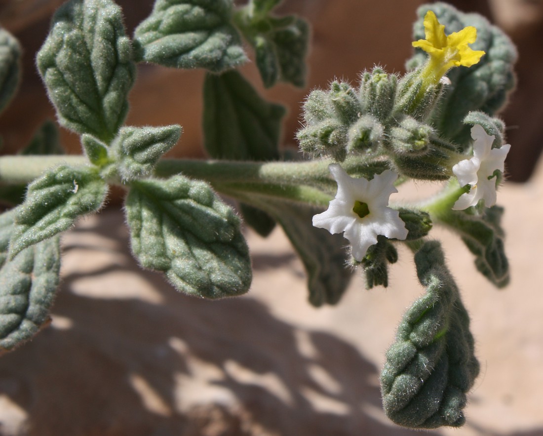 Изображение особи Heliotropium arbainense.