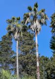Washingtonia filifera. Верхушки вегетирующих растений. Краснодарский край, Сочи, Хостинский р-н, парк \"Дендрарий\", в культуре. 13.03.2025.