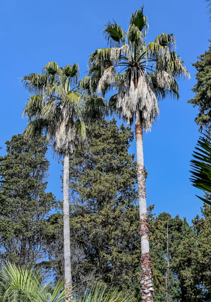 Image of Washingtonia filifera specimen.