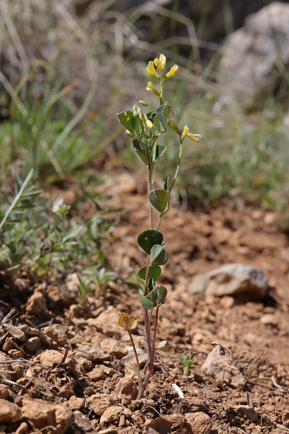 Image of Trigonella strangulata specimen.