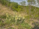 Onosma montana. Цветущее растение. Краснодарский край, Крымский р-н, окр. станицы Неберджаевская, дол. р. Липки, пушистодубово-грабинниковый лес, скальное обнажение на месте старого заросшего карьера. 12.05.2025.