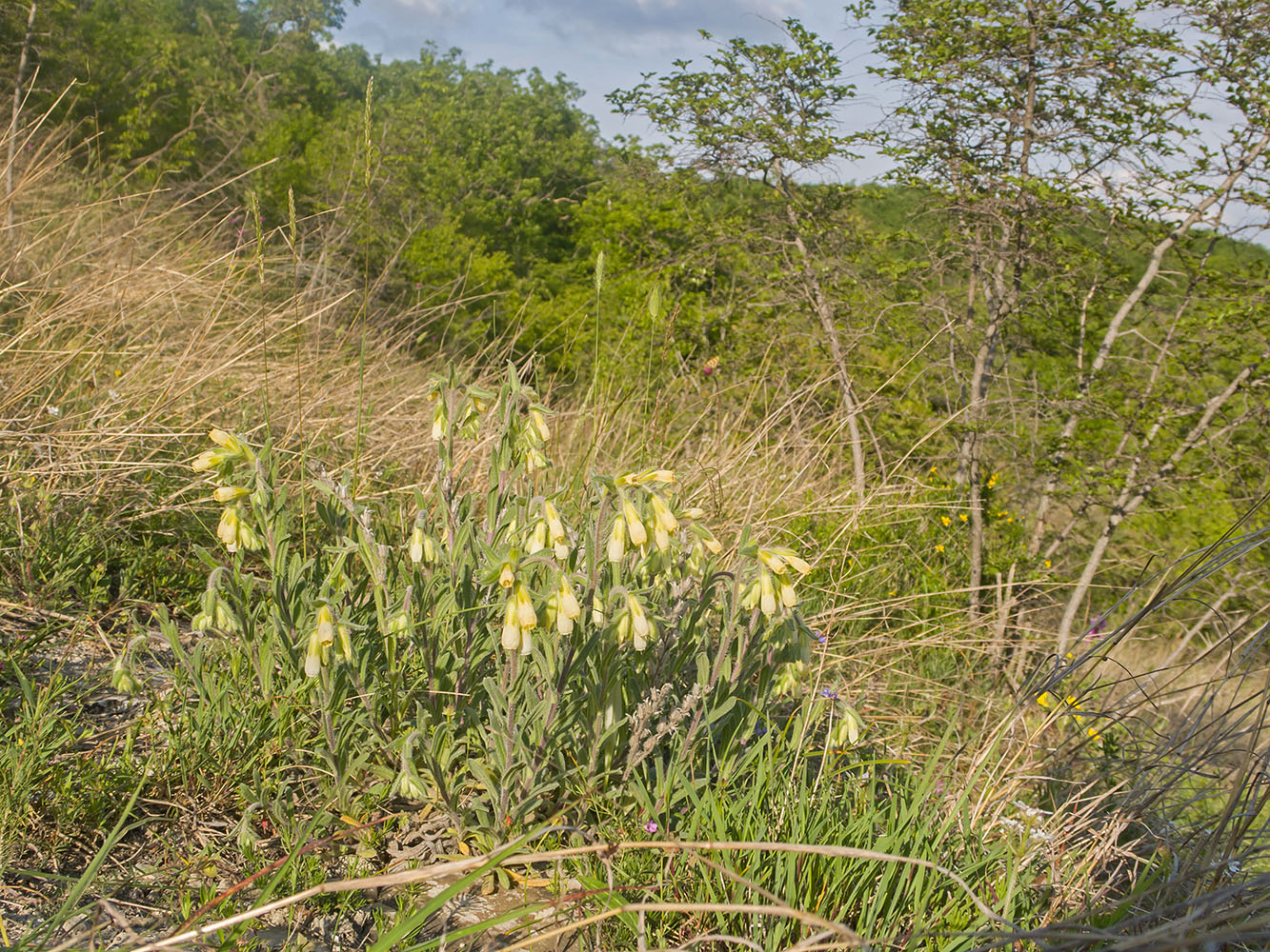 Image of Onosma montana specimen.