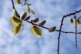 Salix caprea