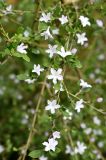 Serissa japonica