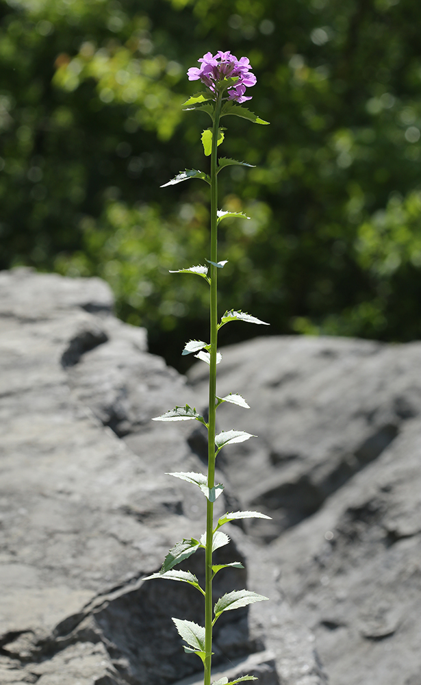 Image of Clausia trichosepala specimen.