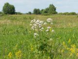 род Valeriana