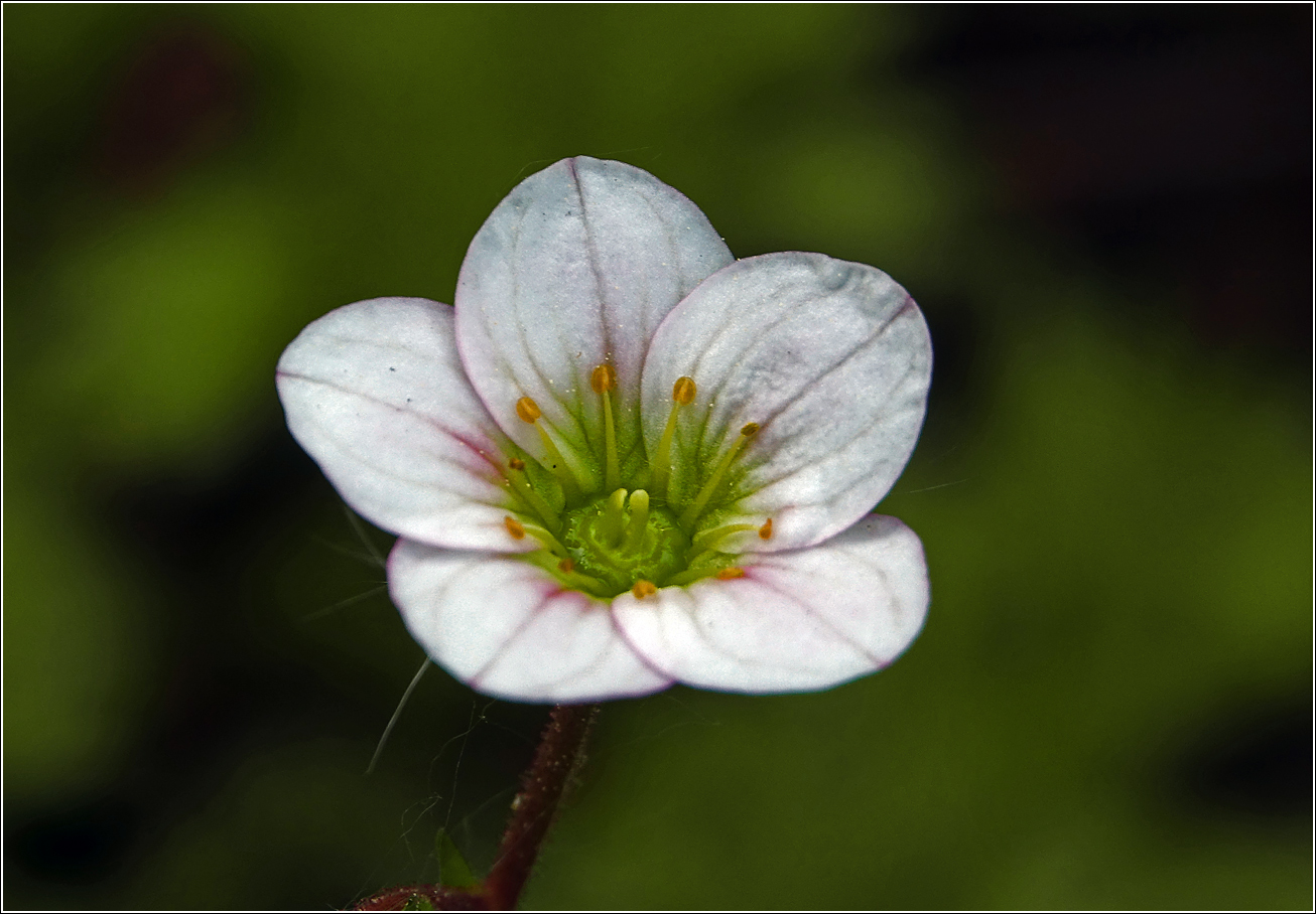 Изображение особи Saxifraga &times; arendsii.
