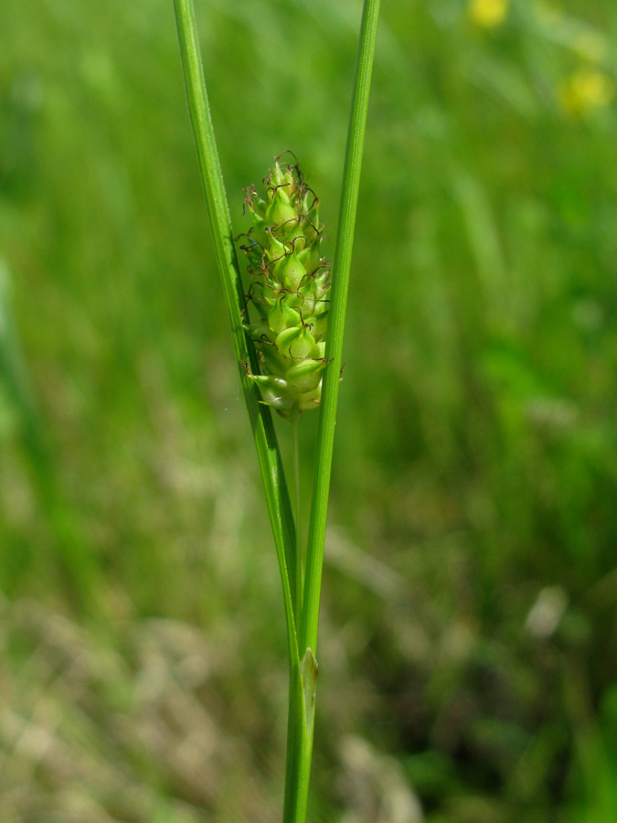 Изображение особи Carex distans.