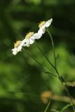 Achillea ptarmica. Общее соцветие. Санкт-Петербург, Старый Петергоф, парк \"Сергиевка\", злаково-разнотравный луг. 27.07.2025.