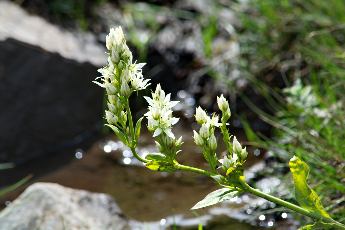 Image of Swertia iberica specimen.