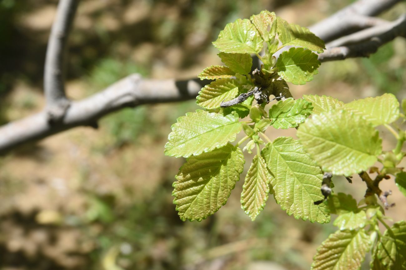Image of Unknown species specimen.