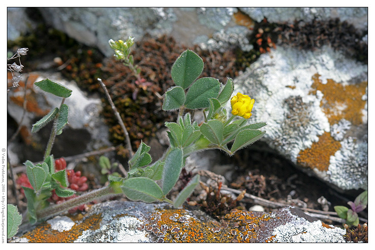 Image of Medicago minima specimen.