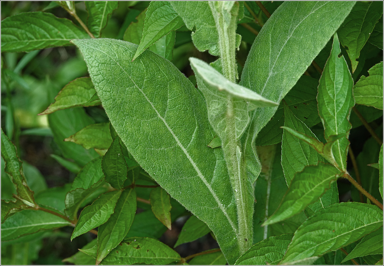 Изображение особи Verbascum thapsus.