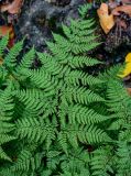 Dryopteris aemula. Вайя. Португалия, о-в Мадейра, национальный парк \"Фанал\", ≈ 1300 м н.у.м., лавровый лес. 21.08.2025.