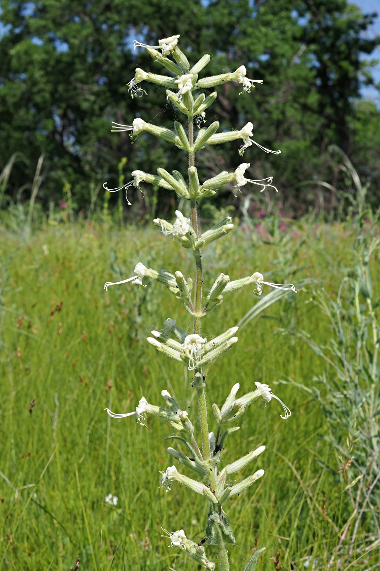 Image of Silene viscosa specimen.