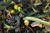 Ornithogalum fimbriatum