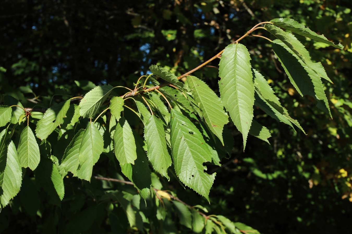 Изображение особи Cerasus avium.