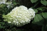 Hydrangea paniculata. Соцветие и части листьев. Беларусь, г. Витебск, ул. Путна, двор дома №9, палисадник. 07.08.2025.
