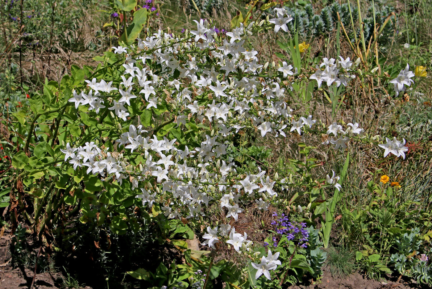 Изображение особи Campanula pyramidalis.