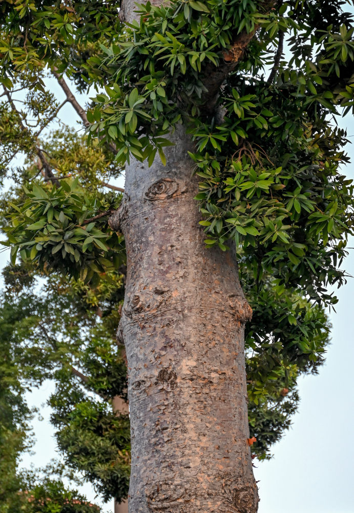Image of Agathis robusta specimen.