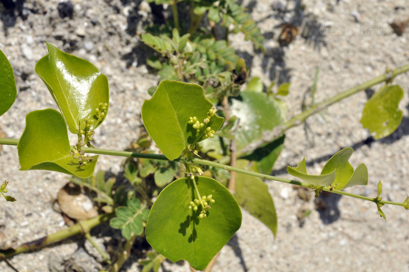 Image of Azima sarmentosa specimen.