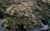 Acer palmatum