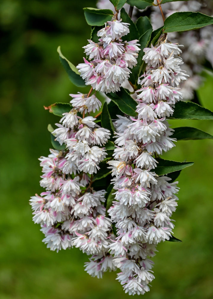 Image of Deutzia scabra specimen.
