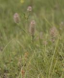 Trifolium arvense