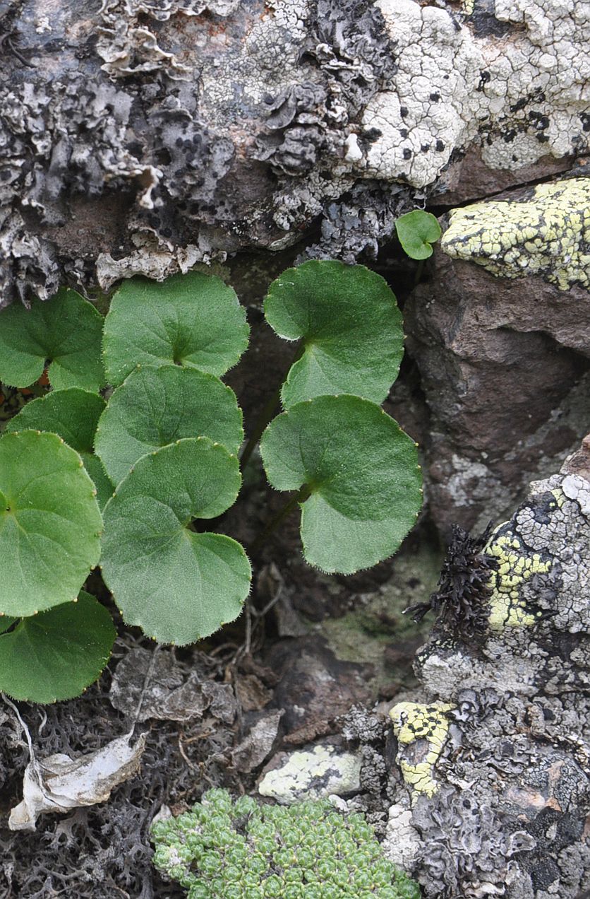 Изображение особи Viola caucasica.