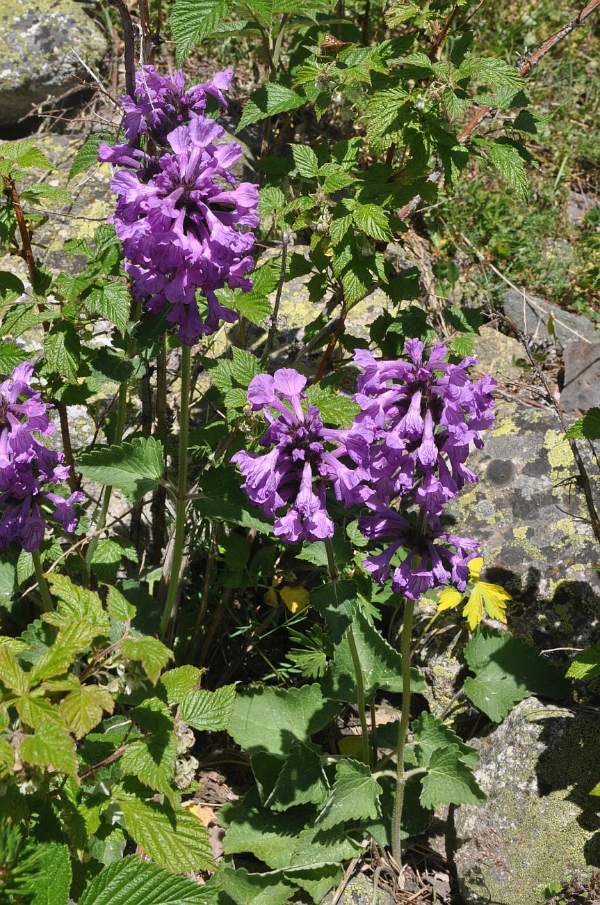 Изображение особи Betonica macrantha.