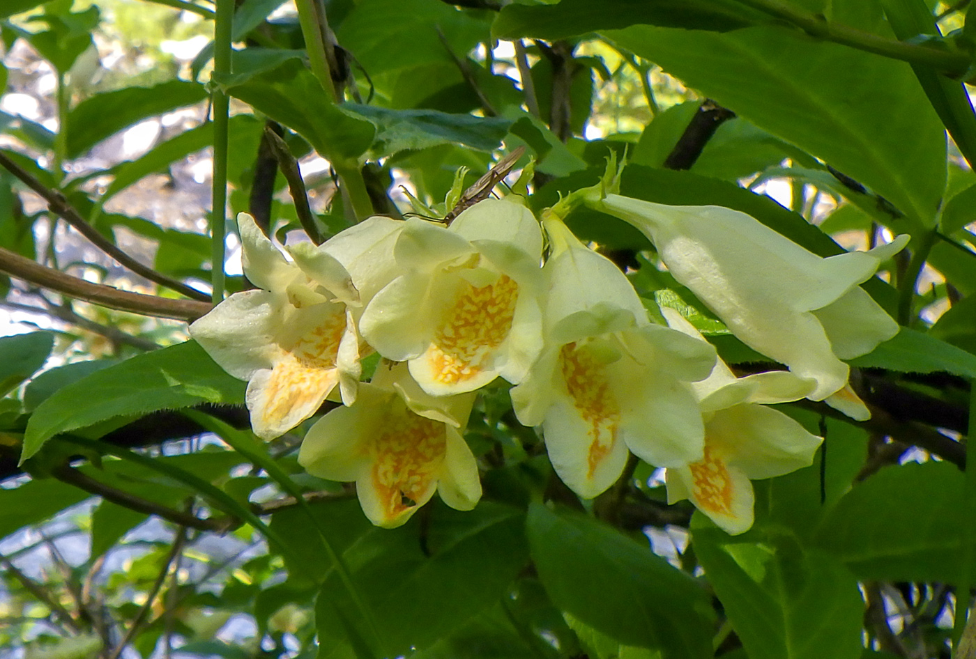 Изображение особи Weigela middendorffiana.