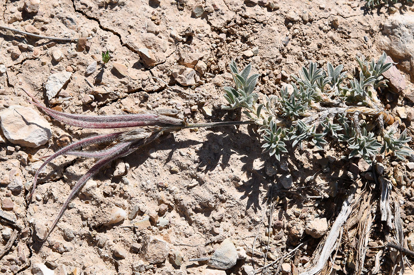 Изображение особи Astragalus dolichocarpus.