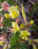 Astragalus utriger. Цветки, бутоны, часть листа. Крым, окр. г. Судак, западный склон горы Ай-Георгий, дубово-можжевеловое редколесье, задернованный склон. 25.04.2025.