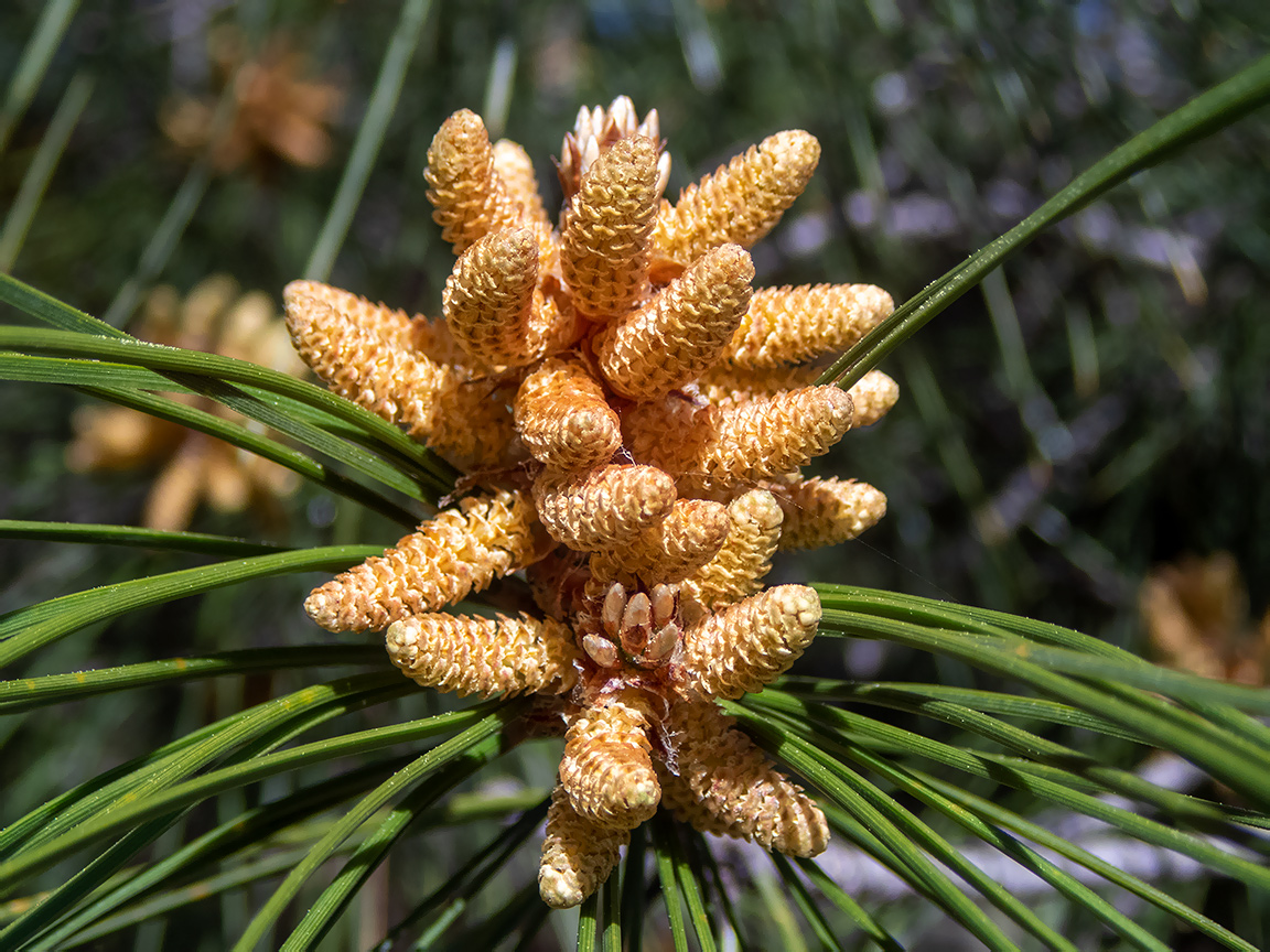 Изображение особи Pinus pityusa.