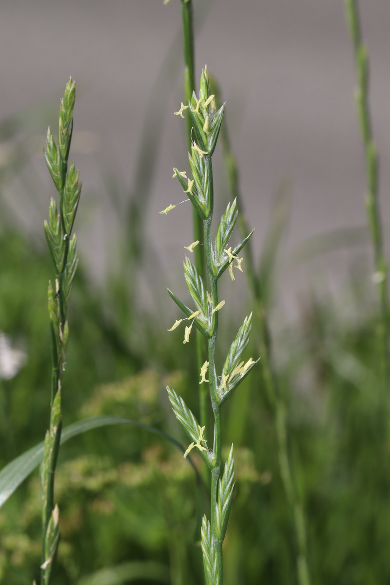 Изображение особи Lolium perenne.