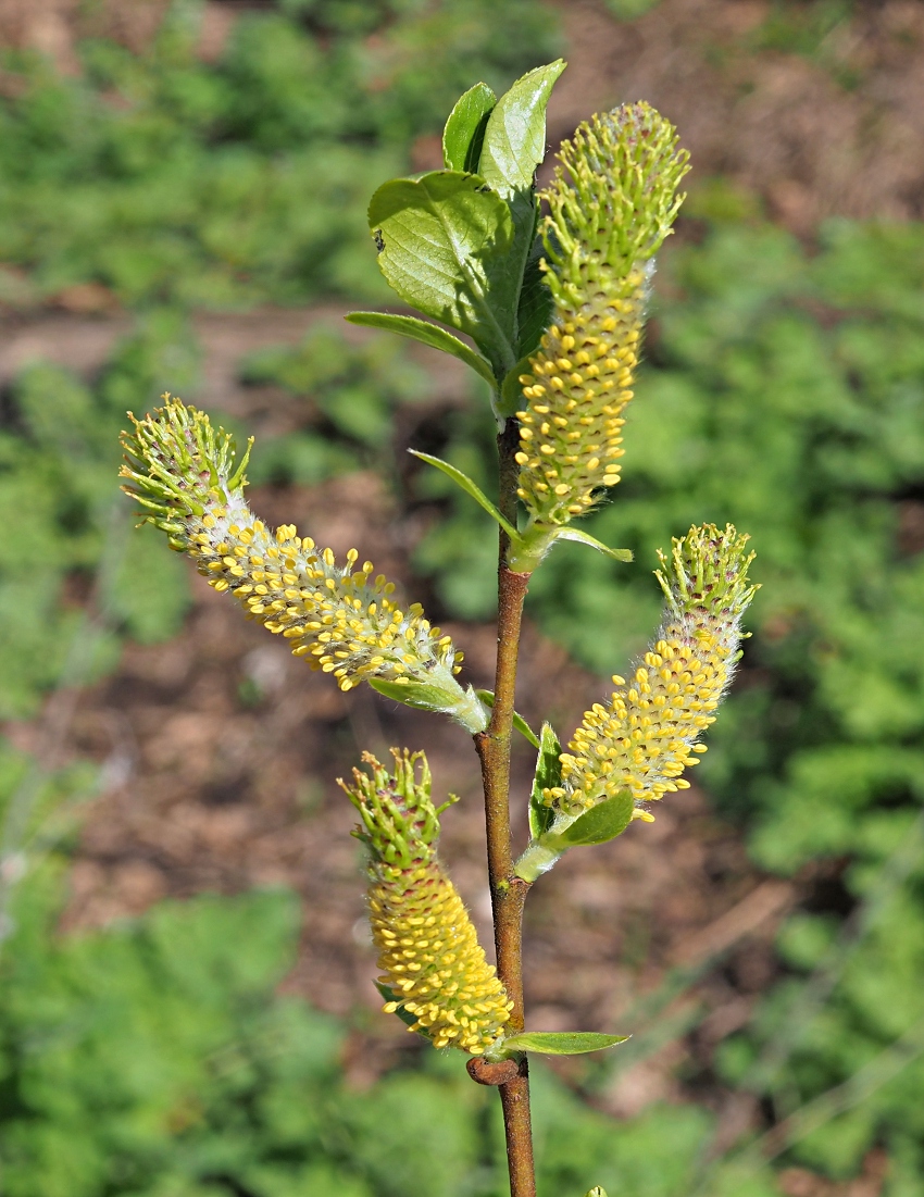 Image of genus Salix specimen.