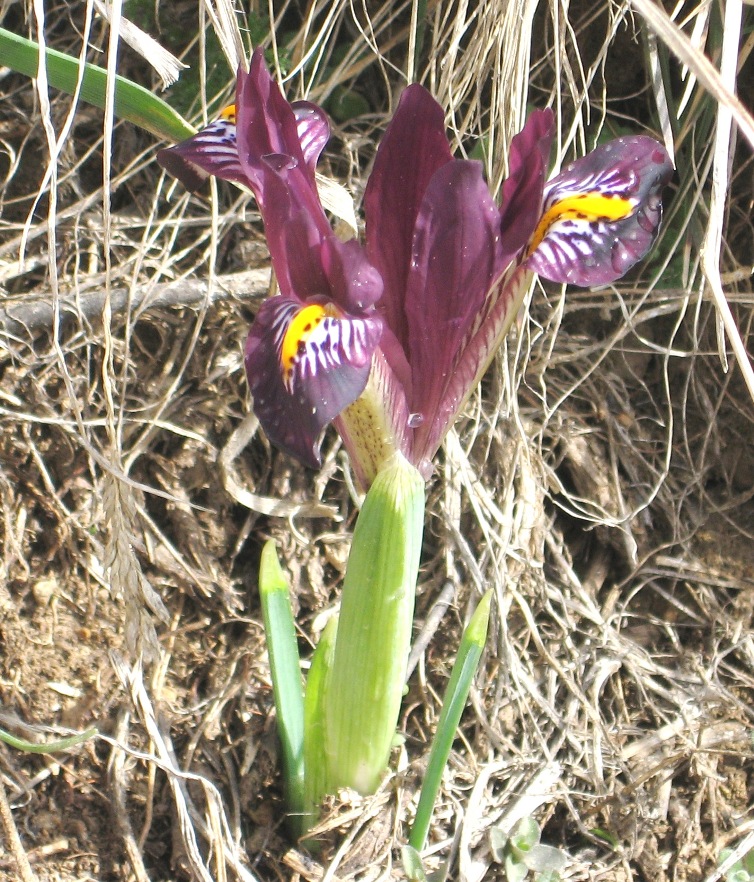 Image of Iridodictyum reticulatum specimen.