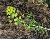 Euphorbia virgata. Верхушка цветущего растения. Московская обл., ГО Мытищи, окр. пос. Пироговский; опушка соснового леса. 21.05.2026.