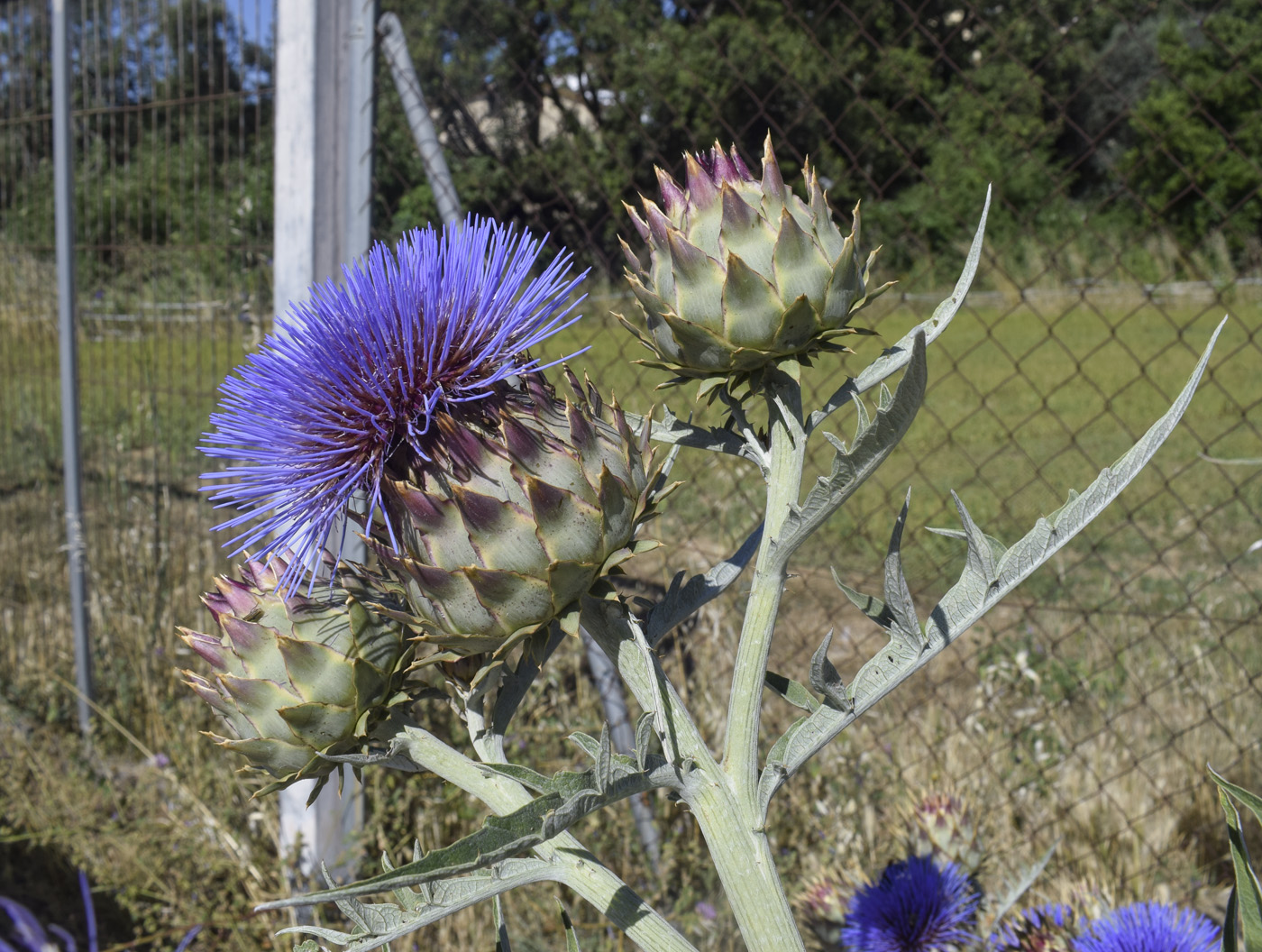 Image of Cynara scolymus specimen.