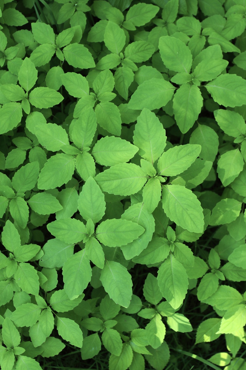 Image of Impatiens noli-tangere specimen.