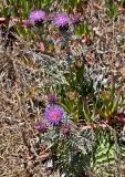genus Cynara. Цветущие растения. Португалия, округ Бежа, окр. г. Карвальял, сухой склон. 06.06.2026.