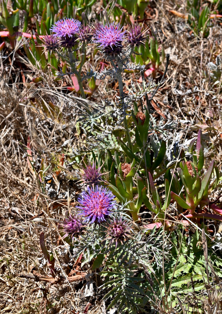 Image of Cynara humilis specimen.