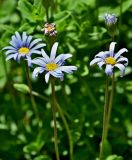 Felicia amelloides
