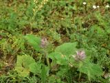 Salvia sclarea