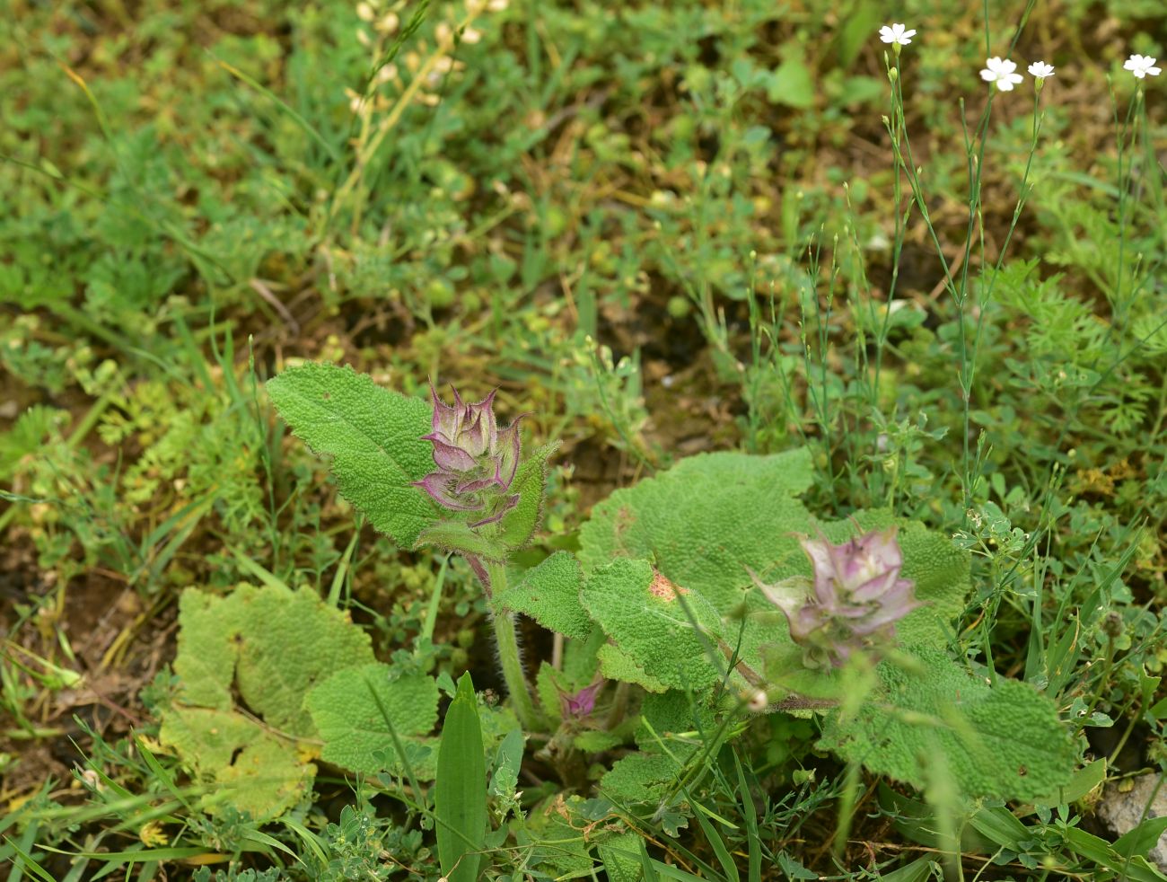 Изображение особи Salvia sclarea.